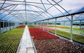 Greenhouse for flower growing