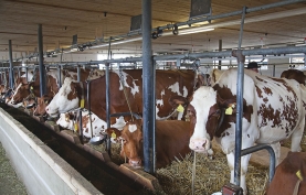 swiss cow farm