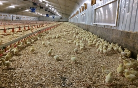 Smart Cabin 500 kW, Finniestone Farm, Scotland