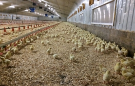 Smart Cabin 500 kW, Finniestone Farm, Scotland